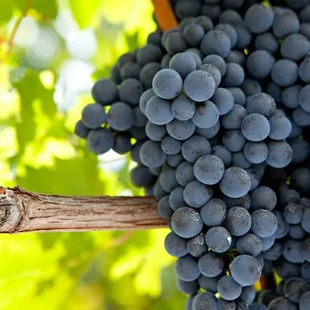 Terres De France - Domaine De Claire Rive 홀리데이파크 프레삭